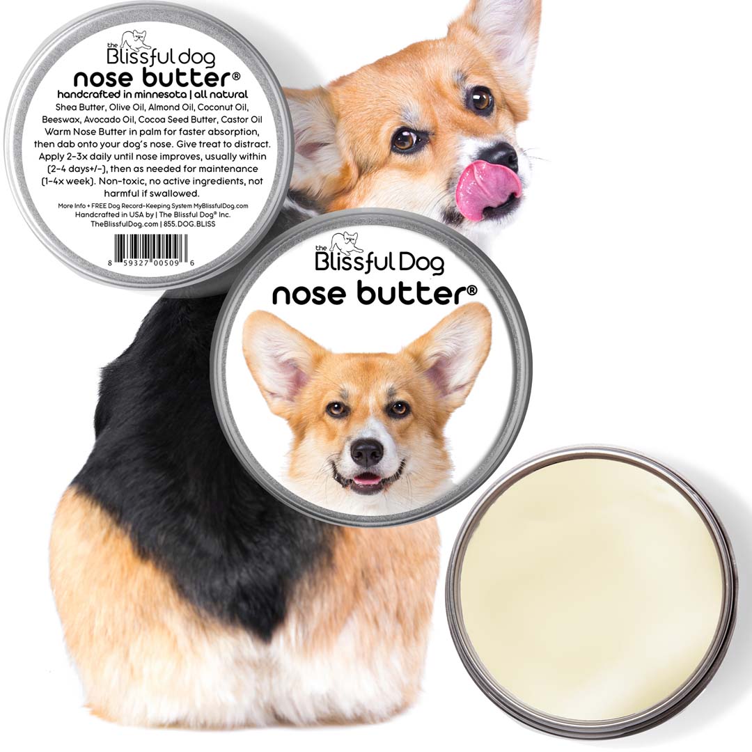 corgi has dry nose